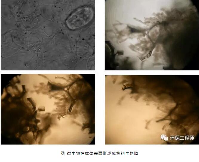 生物膜是如何形成的？填料掛膜好壞有哪些影響因素？