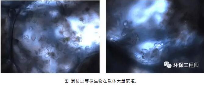 生物膜是如何形成的？填料掛膜好壞有哪些影響因素？