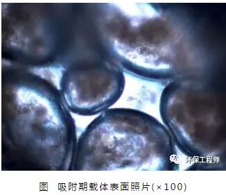 生物膜是如何形成的？填料掛膜好壞有哪些影響因素？